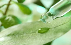 特色植物药主题图片